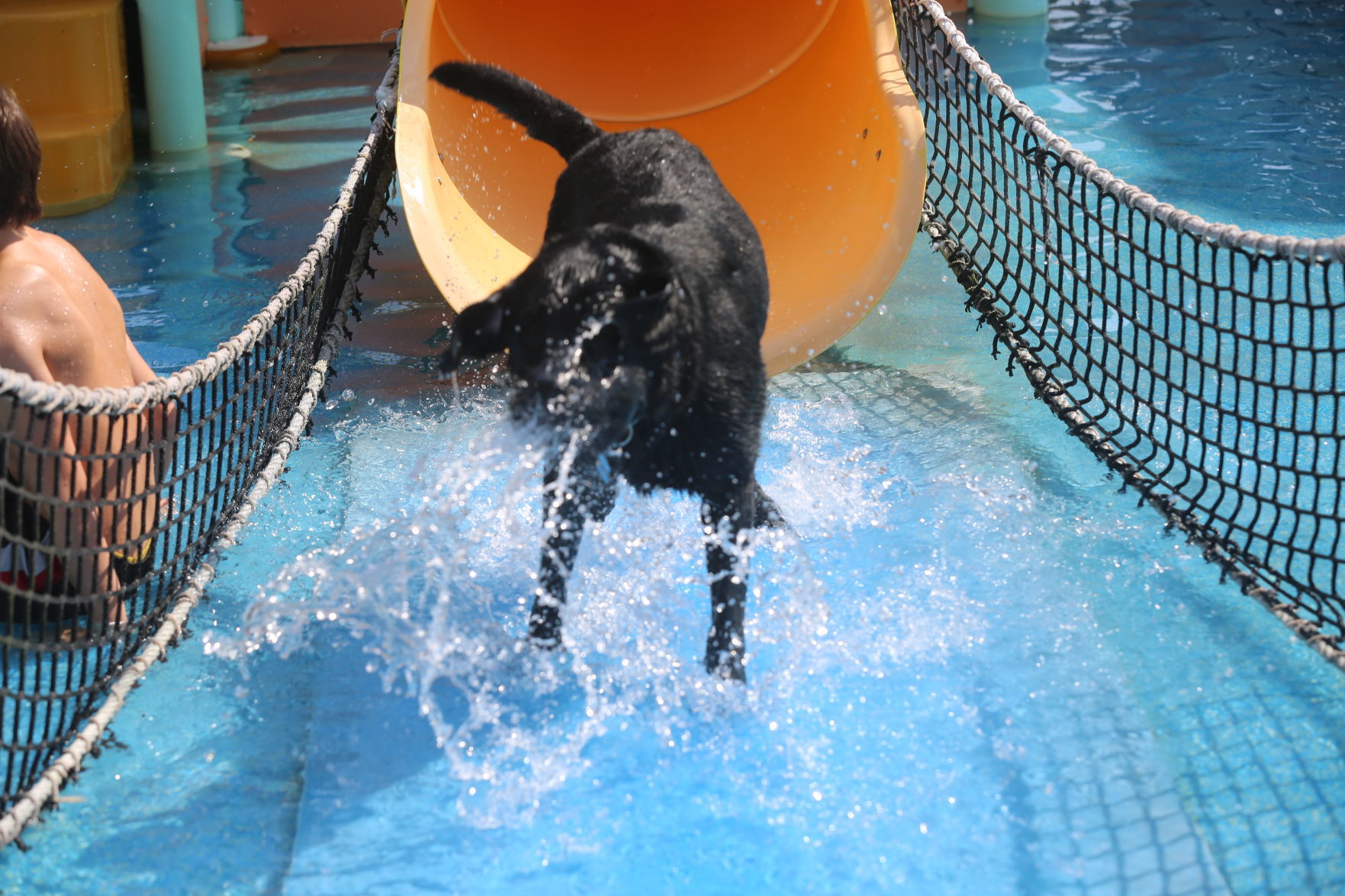 090919_gal_WWdogs (38)
